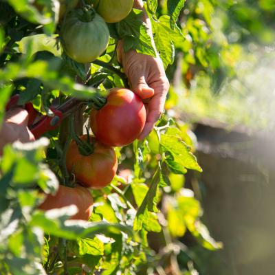 Tomaten